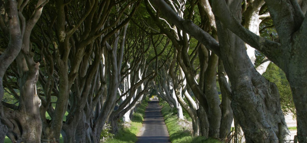 The dark hedges master   courtesy of tourism northern ireland www.thesalthousehotel.com